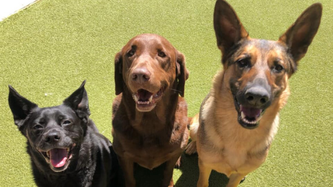 Bark Social: Speer